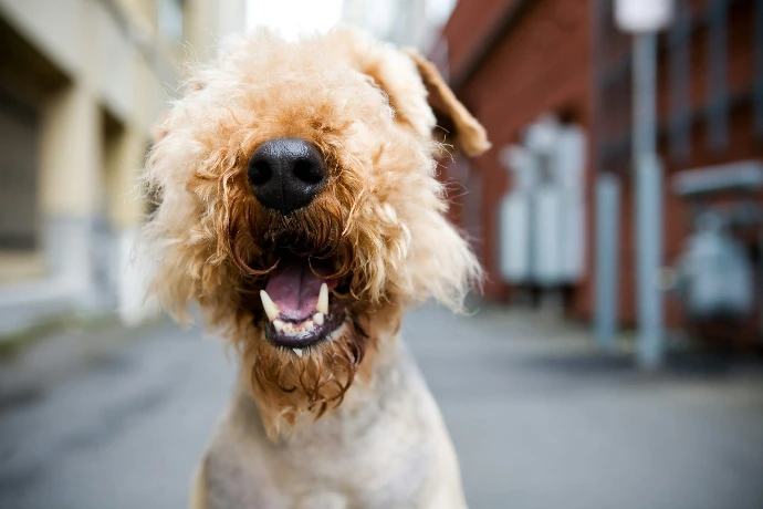 Happy, fluffy dog with its mouth open.